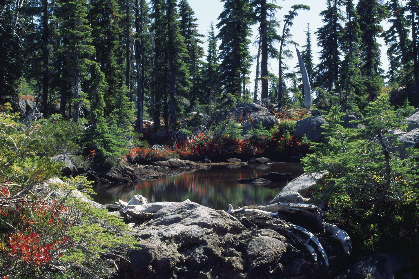 Red and green foliage and tall trees surround a small alpine pond, gently reflecting their colors, near the Pacific Crest Trail in Mt Jefferson wilderness, Oregon.