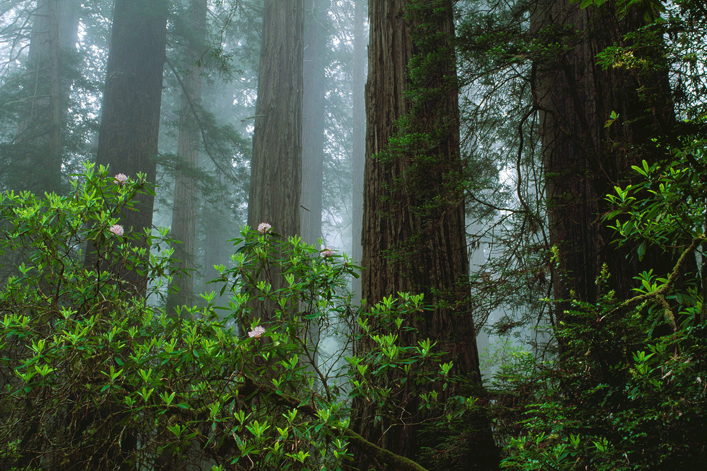 Green foliage sits in front of the trunks of several large redwood trees in Southern Oregon, near Redwood National Park. Fog drifts throughout the forest.