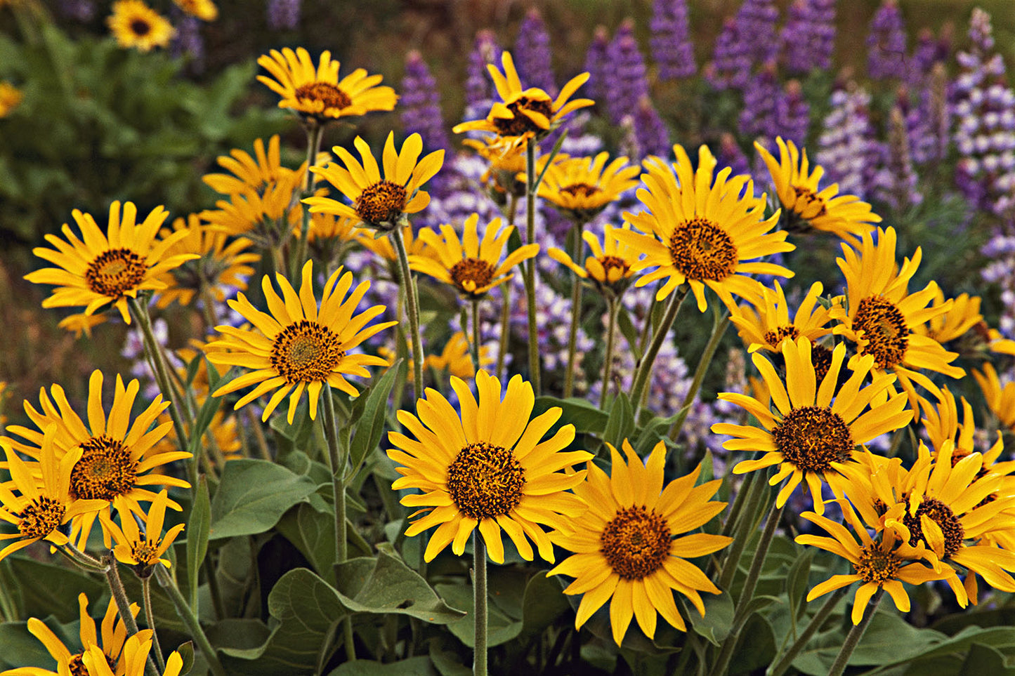 Yellow Balsamroot and purple Lupine wildflowers bloom in the Columbia River Gorge, Oregon.