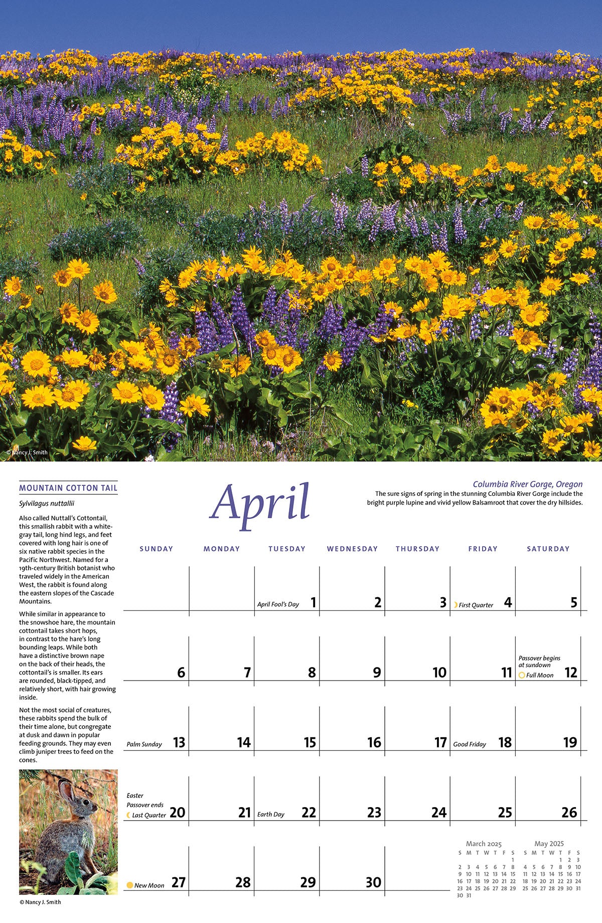 April calendar layout. Head image of purple lupine and yellow balsamroot flowers in Columbia River Gorge, Oregon. Layout image of Mountain Cotton Tail rabbit.