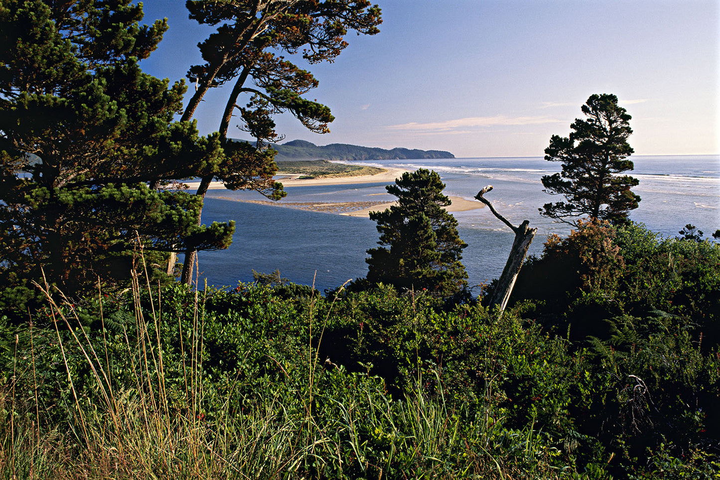 A sunny day near Tillamook captures a view from Cape Lookout to Netarts Bay in Oregon. The Pacific Ocean surrounds sandy coastline as green trees stand in the foreground.