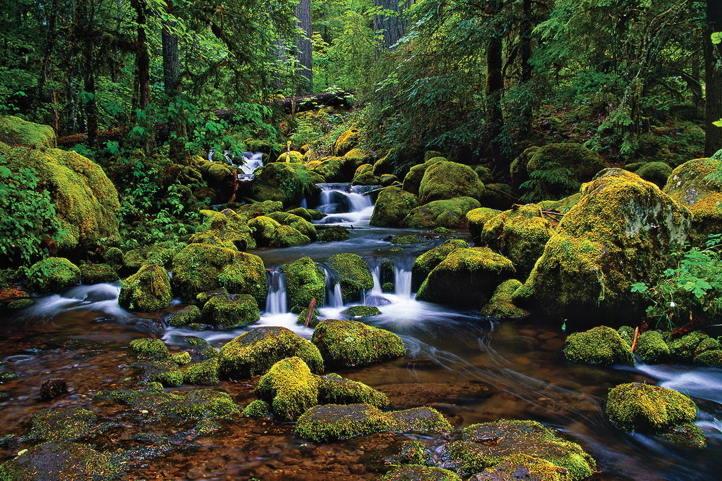 Water cascades over rocks in Watson Creek. Moss and trees cover the valley in Umpqua National Forest, Oregon.