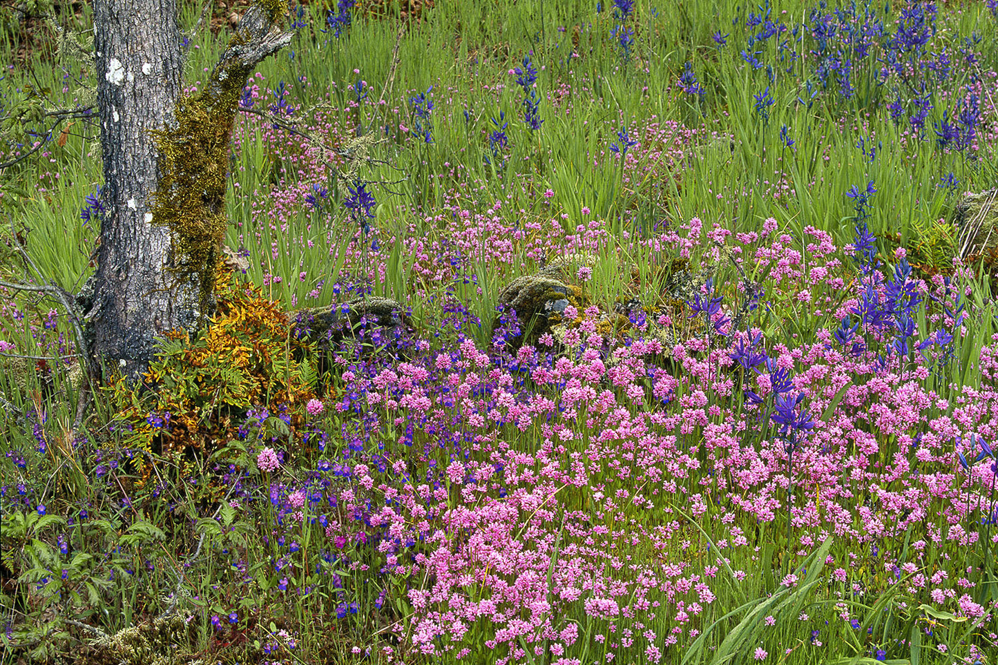 Rosy Plectritis and Camas Lily wildflowers in full blooms of pink and purple, growing in Camassia Natural Area near West Linn, Oregon.