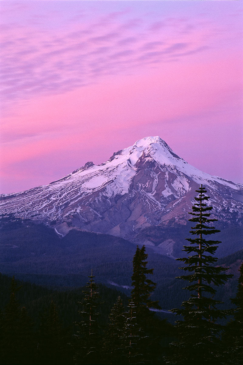 Mt. Hood is engulfed in pink and purple hues as the sun sets in Oregon. Snow laced trees emerge in the front.