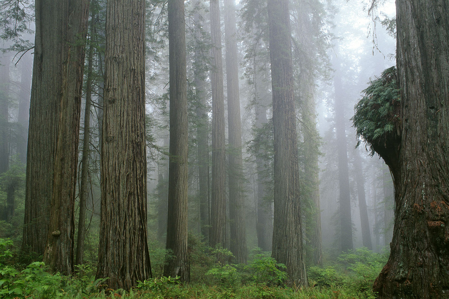 California Redwood trees emerge from the green forest floor foliage. Fog lays faintly throughout.