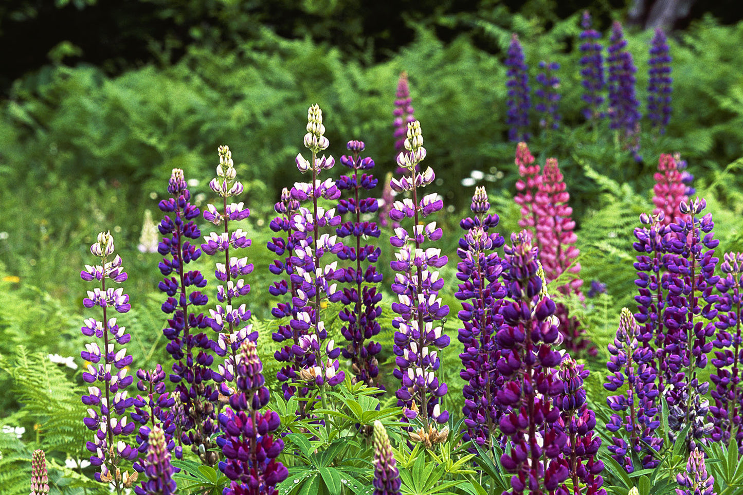 Purple variegated lupine wildflowers grow among green foliage in a clear cut near Cougar, Washington.