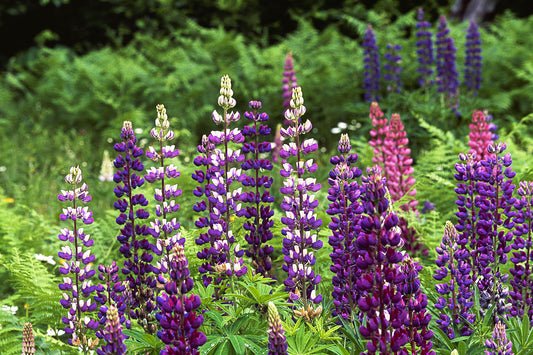 2129 Colorful Lupine Field of Wildflowers