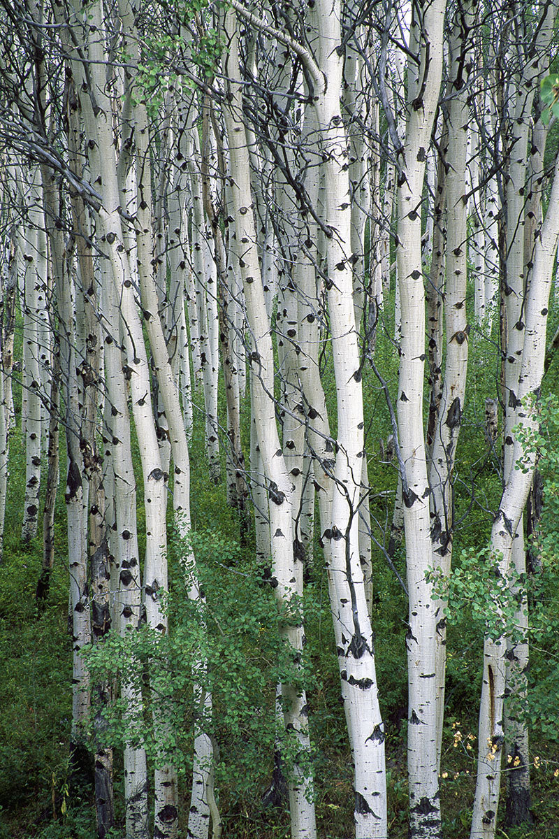Tightly packed grove of white and black Aspen Trees in Glacier National Park, Montana.