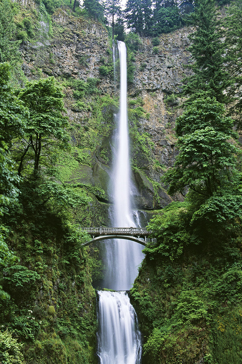 Multnomah Falls cascades down basalt cliffs through green foliage and under Benson Bridge. Columbia River Gorge, Oregon.