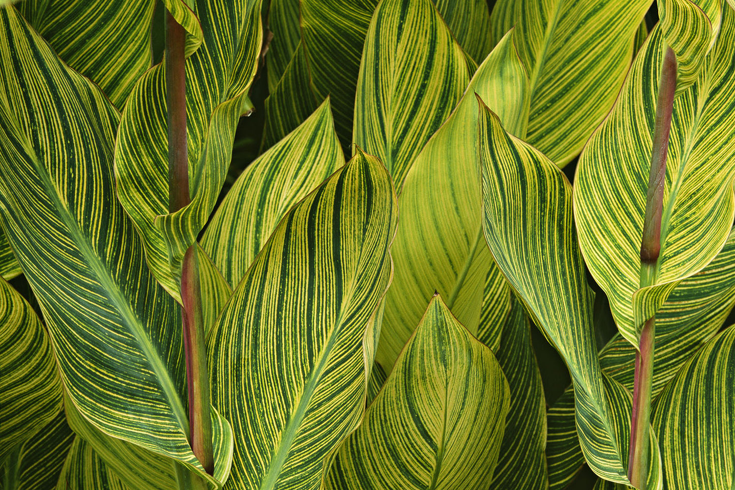 Close up detail shot of bright green and yellow Canna Lily leaves.