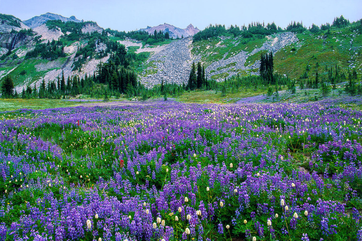 Purple lupine wildflowers bloom in a green meadow. Mountainous peaks loom over hills in the background, in Washington State's Goat Rocks Wilderness.