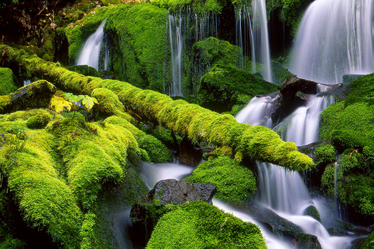 Veils of water cascade over green moss covered logs and rocks at a waterfall in Gifford Pinchot National Forest, in Washington State.