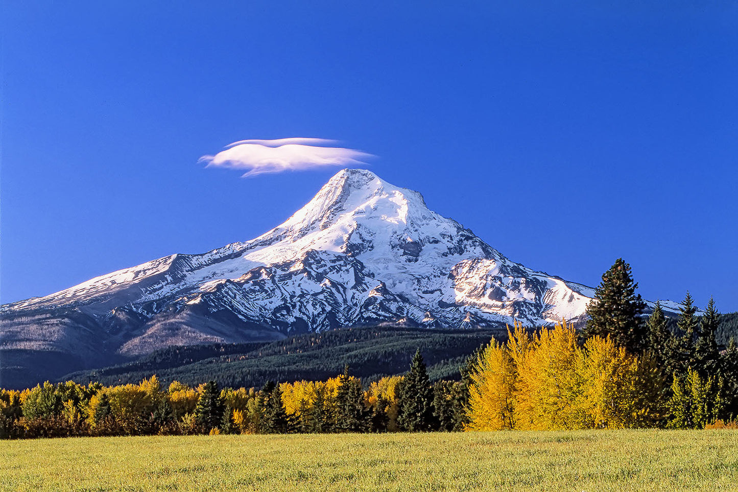 Fall foliage rests at the base of Mt. Hood in Parkdale, Oregon. Mt. Hood towers high into blue sky with a single cloud at its summit.