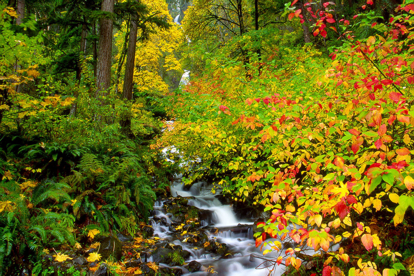 Water cascades over rocks in Wahkeena Creek in the Columbia River Gorge, Oregon. Green, yellow and red fall foliage spring out among the forest floor.