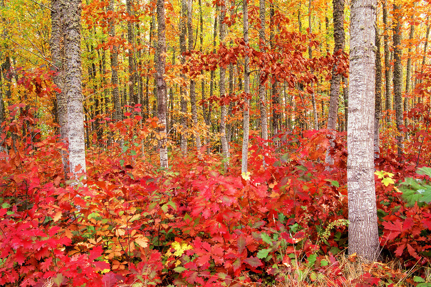 Hues of red, orange and yellow foliage cover the forest floor and trees in a Fall scene in Silverton, Oregon.