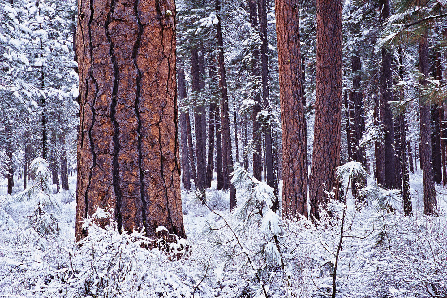 Snow dusts forest floor foliage. Red and brown tree bark of Ponderosa Pines punctuate the forest in Sisters, Oregon.
