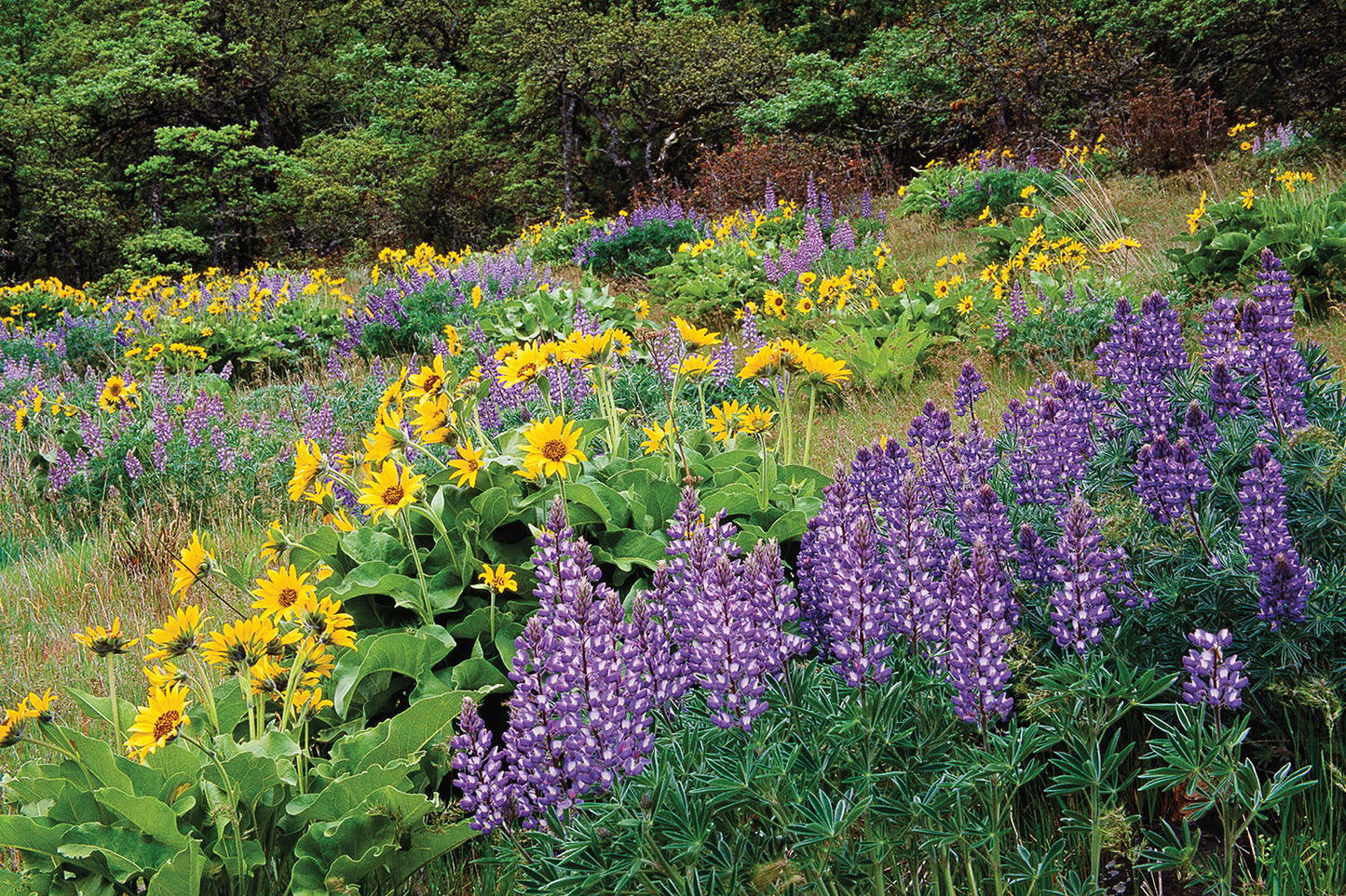 Yellow Balsamroot and purple lupine wildflowers bloom in a meadow in the Columbia River Gorge, Oregon.