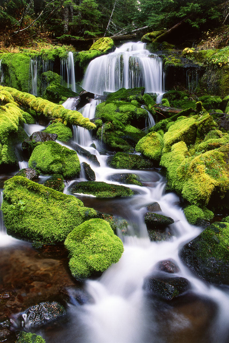 A small creek cascades over moss covered rocks and sticks in Gifford Pinchot National Forest, Washington State