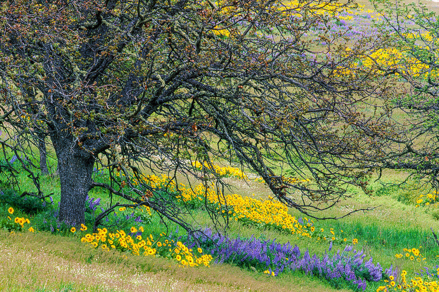 Yellow and purple wildflowers bloom under a barren Oak tree in Mosier, Oregon.