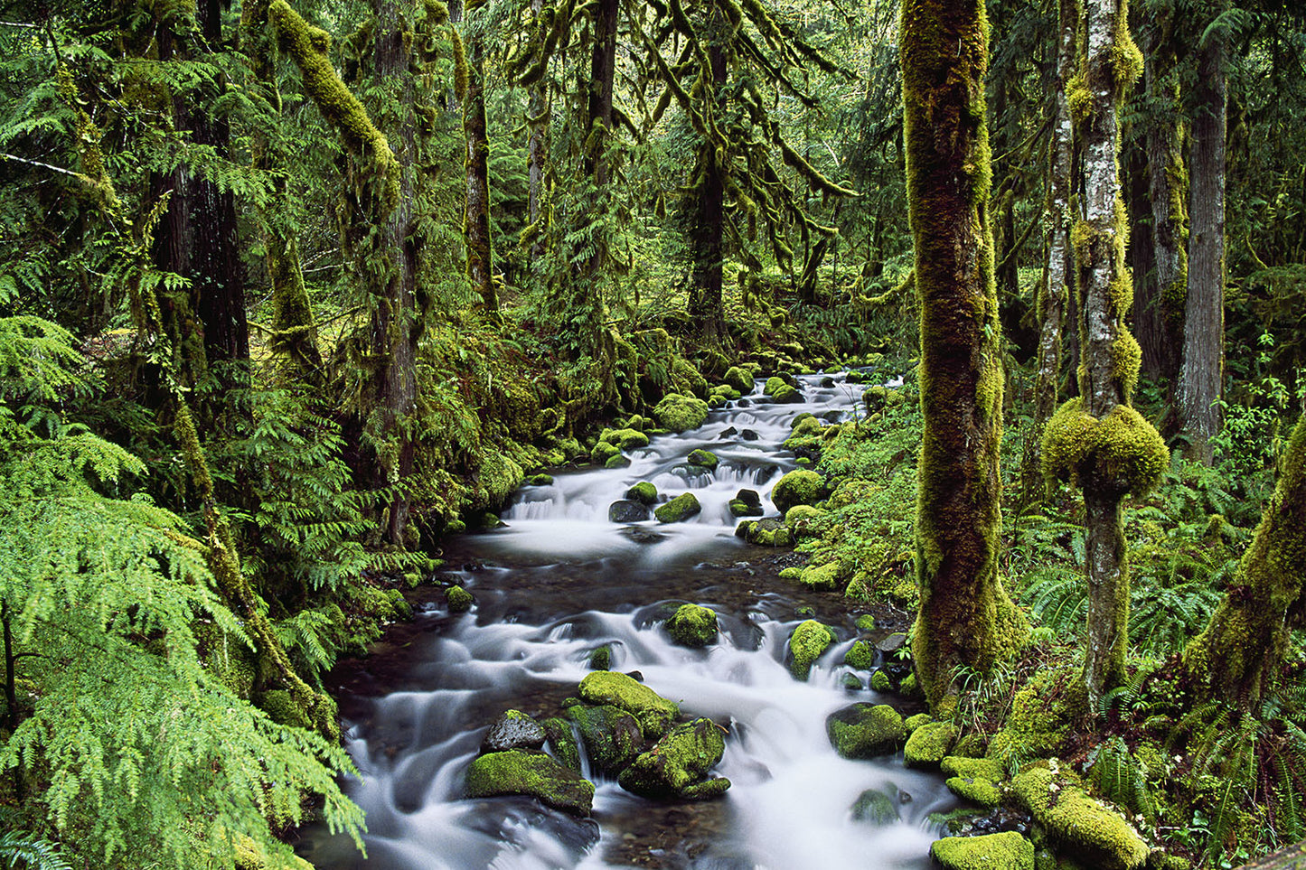 2160 Covered in Moss